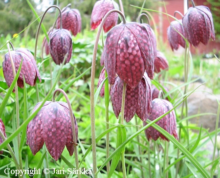 Fritillaria meleagris, kirjopikarililja